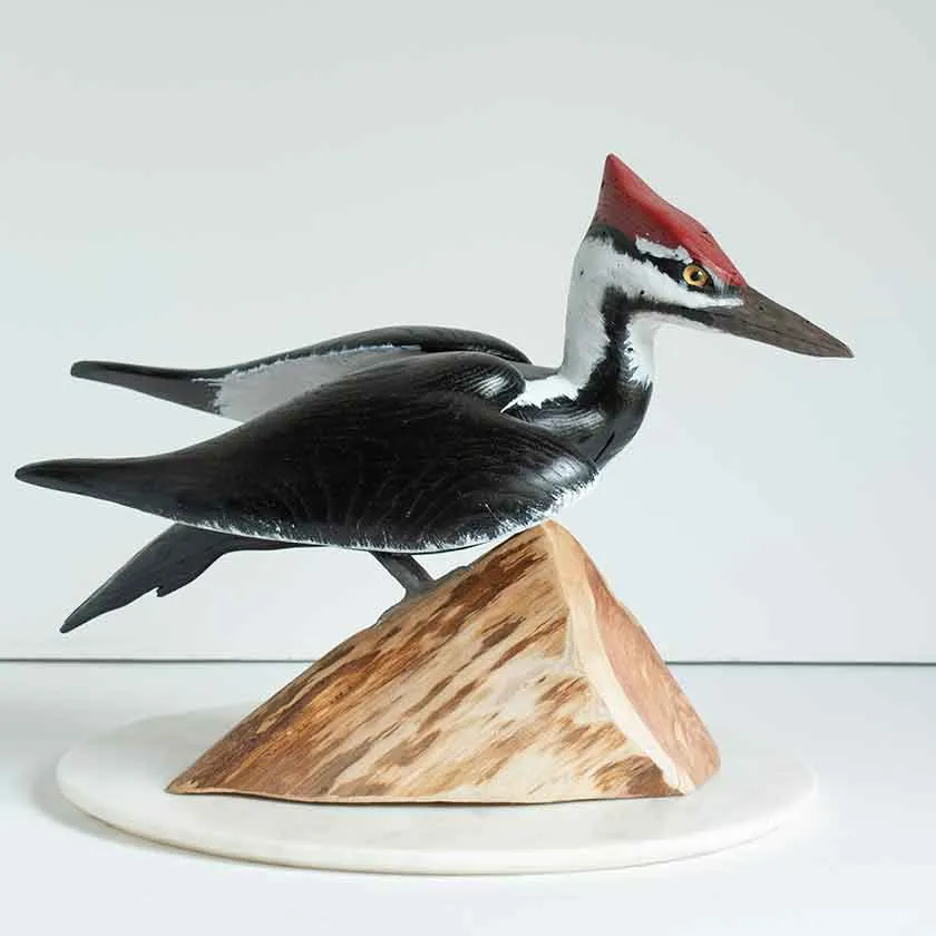 Standing Pileated Woodpecker