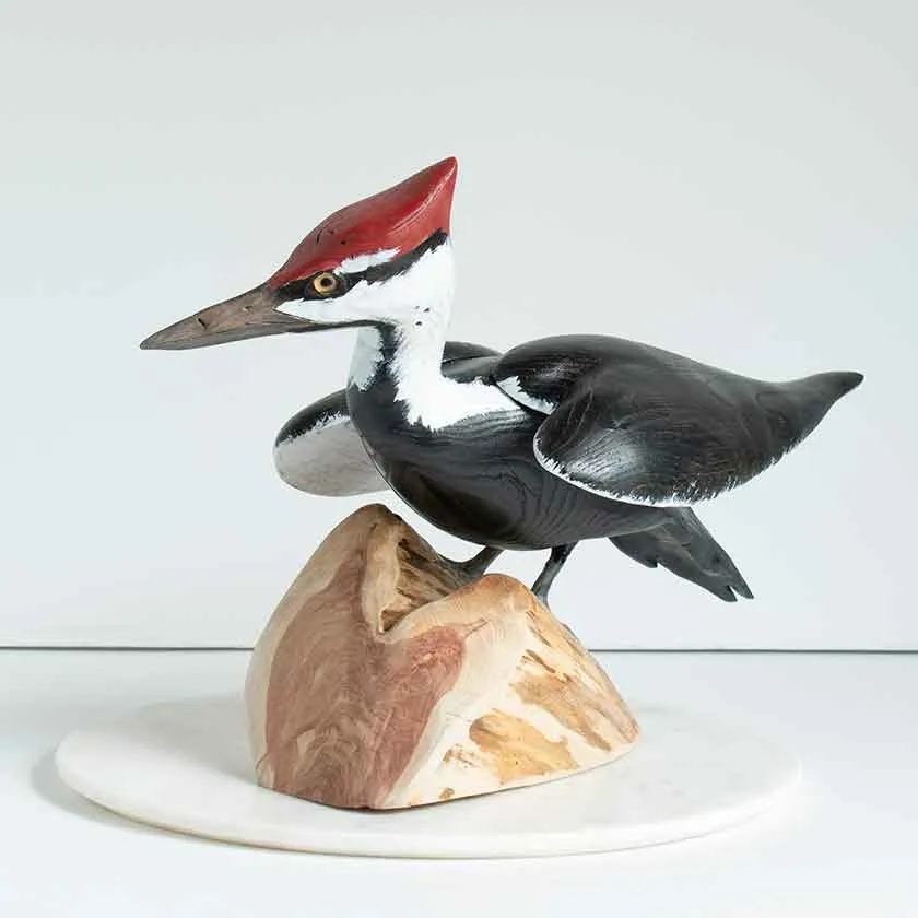 Standing Pileated Woodpecker