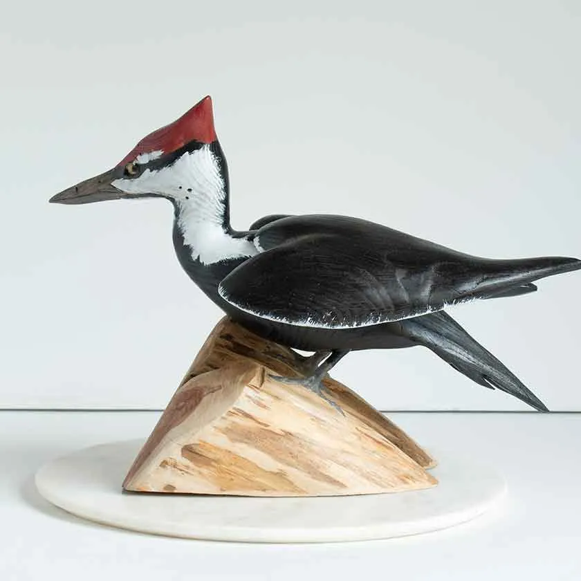 Standing Pileated Woodpecker