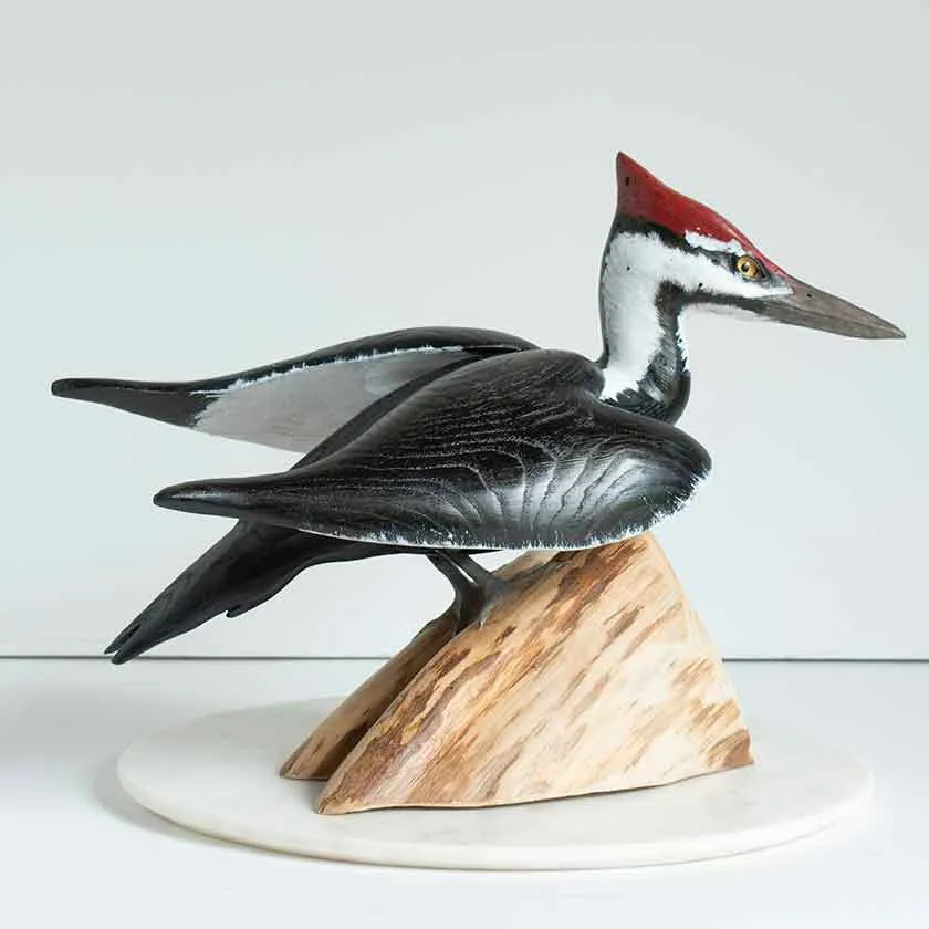 Standing Pileated Woodpecker