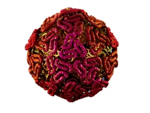 West Nile Virus, ELISA
